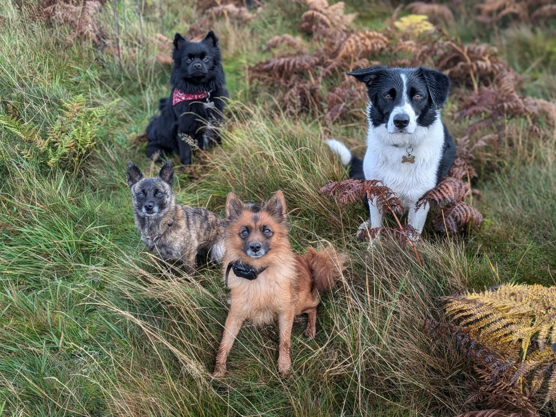 Members of the pack out on a walk together